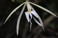 Epidendrum macroophorum