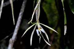 Epidendrum macroophorum