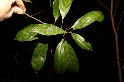 Image of Elaeocarpus eumundi by (c) Greg Tasney, some rights reserved (CC BY-SA)