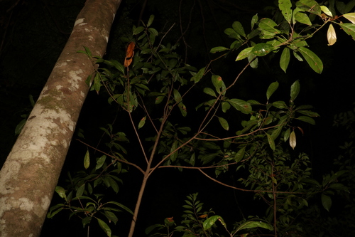 Image of Elaeocarpus eumundi by (c) Greg Tasney, some rights reserved (CC BY-SA)