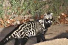 Civettictis civetta australis