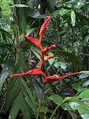 Heliconia irrasa image