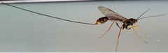 Megarhyssa nortoni
