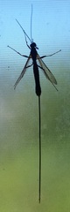 Megarhyssa nortoni
