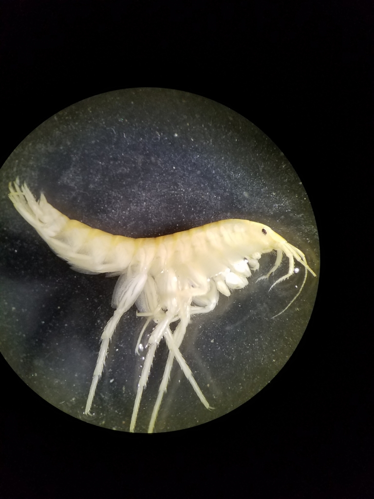 Crangonyctoidea