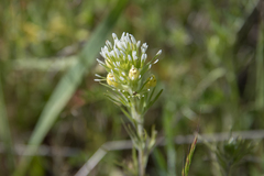 Castilleja lineariloba