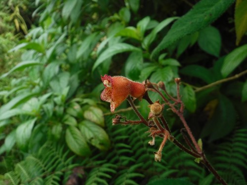 Rhytidophyllum auriculatum