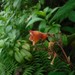 Rhytidophyllum auriculatum - Photo (c) Martin Reith,  זכויות יוצרים חלקיות (CC BY-NC), הועלה על ידי Martin Reith