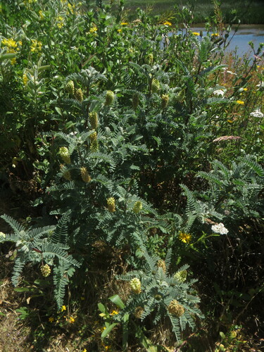 Image of Astragalus pycnostachyus by no rights reserved