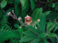 Rhytidophyllum auriculatum