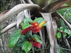 Columnea domingensis