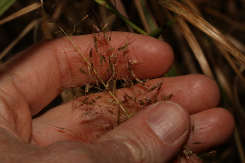 Image of Capillipedium parviflorum by (c) Greg Tasney, some rights reserved (CC BY-SA)