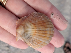 Argopecten irradians concentricus