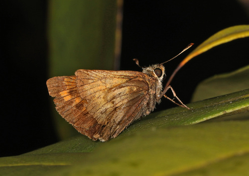 Hobomok Skipper