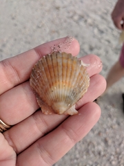 Argopecten irradians concentricus