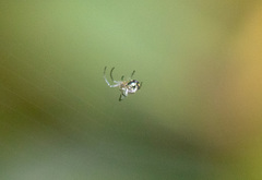 Araneae
