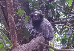 Callithrix jacchus × penicillata