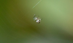 Araneae