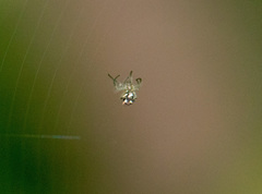 Araneae