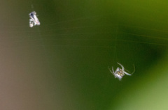 Araneae
