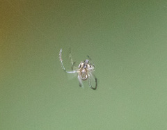 Araneae