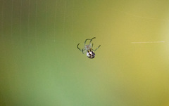 Araneae