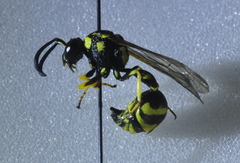 Eumenes verticalis