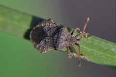 Villasitocoris inconspicuus