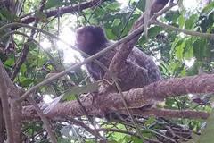 Callithrix jacchus × penicillata