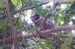 Callithrix jacchus × penicillata