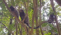 Callithrix jacchus × penicillata