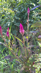 Celosia argentea image