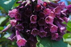 Iochroma cyaneum