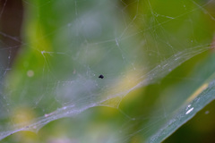 Araneae