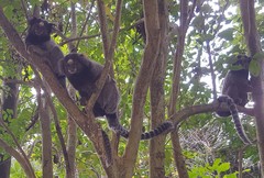 Callithrix jacchus × penicillata