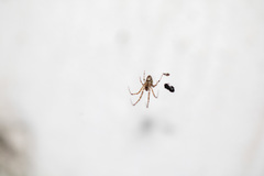 Araneae