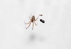 Araneae