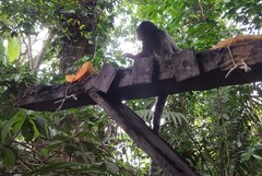 Callithrix jacchus × penicillata