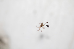 Araneae