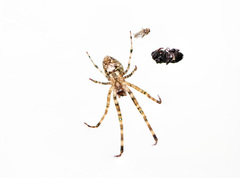 Araneae