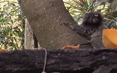 Callithrix jacchus × penicillata