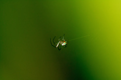 Araneae