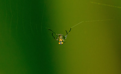 Araneae