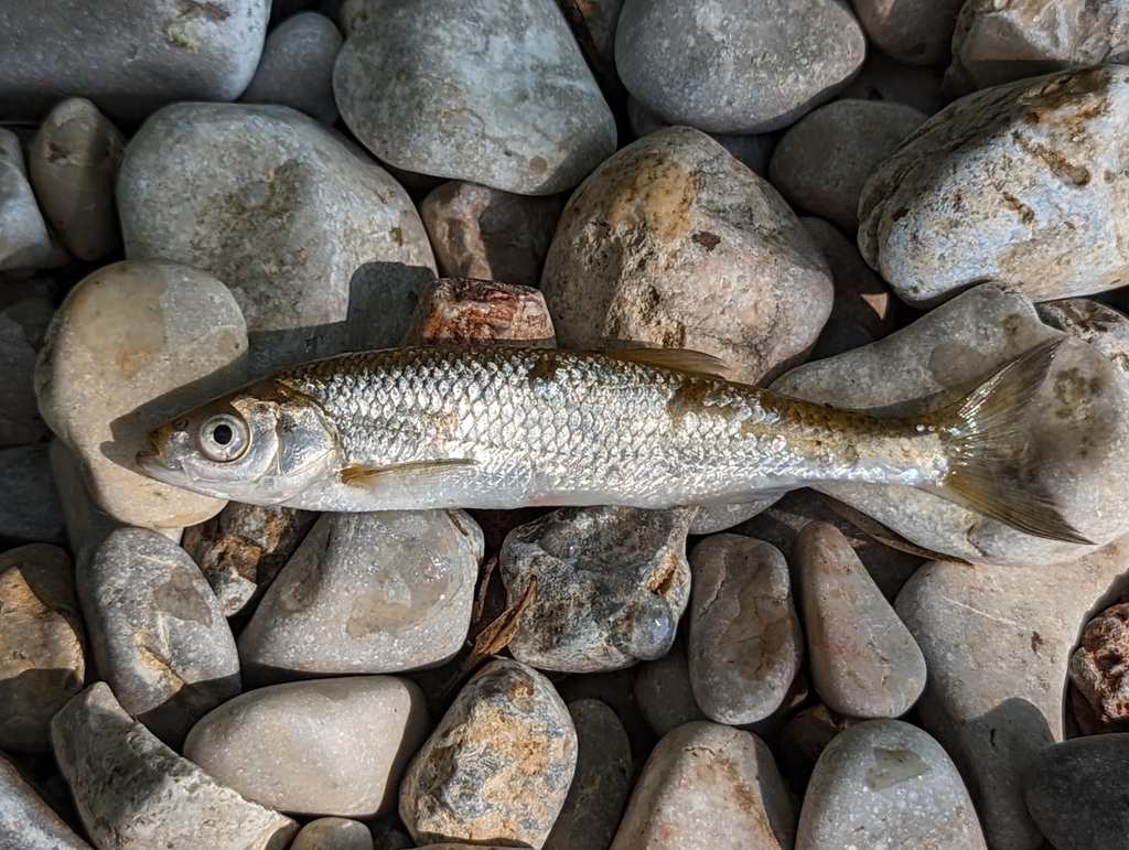 Alburnus scoranza