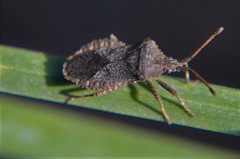 Villasitocoris inconspicuus