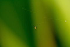 Araneae