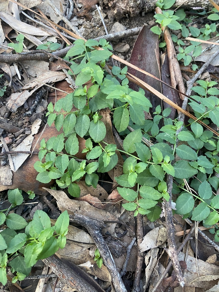 White Root from Marmindie St, Chapel Hill, QLD, AU on July 12, 2023 at ...