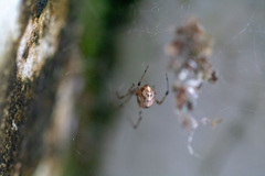 Araneae
