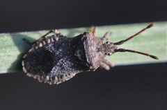 Villasitocoris inconspicuus