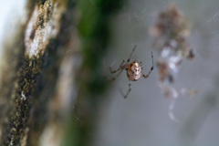 Araneae